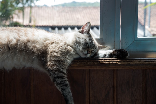 10-consigli-per-evitare-che-il-tuo-gatto-si-perda