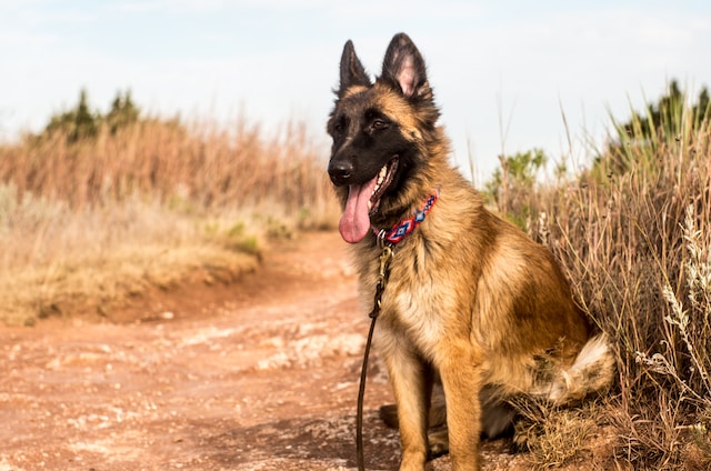 i-10-nomi-per-cani-pi-belli